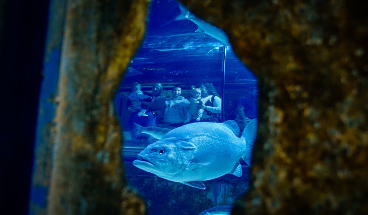 Bristol Aquarium