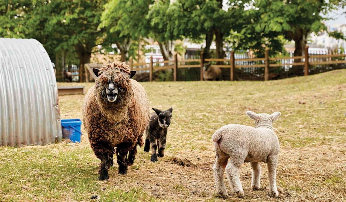 Windmill Hill City Farm