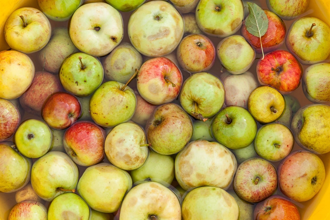 are rotten apples bad for dogs