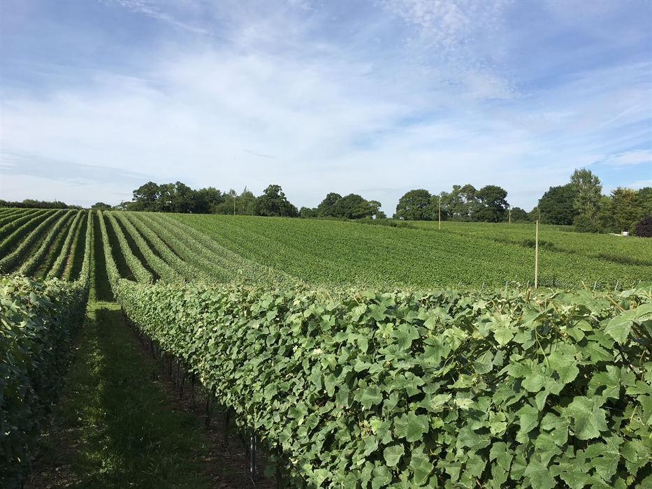 Oak vineyard outlet