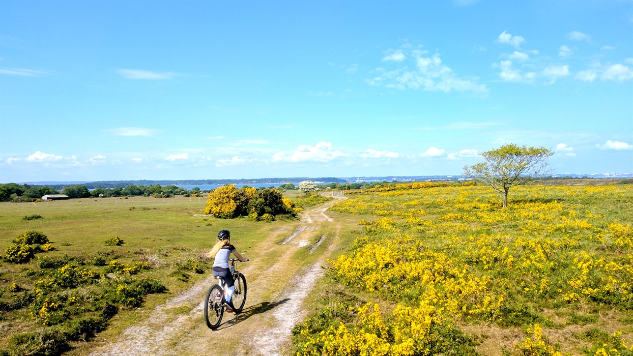 cyclexperience bike hire