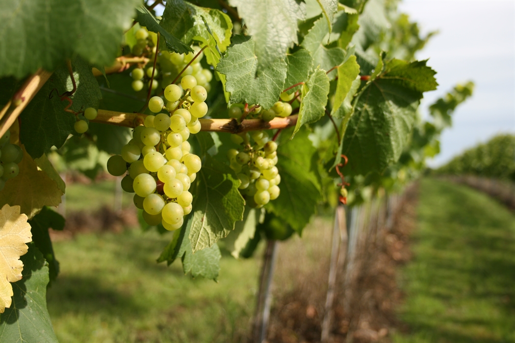 Langham là một trong những vườn nho nổi tiếng nhất nước Anh nằm sâu bên trong vùng đất Thomas Hardy